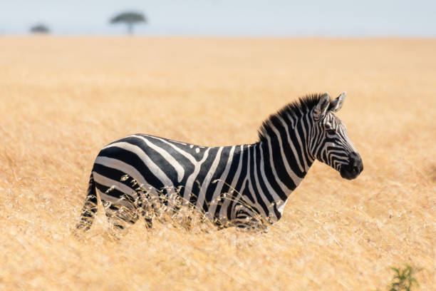 istock Zebra in african savannah, at Masai Mara , Kenya 1153471364