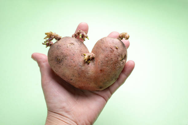 Female hand is keeping one non-standard ugly heart-shaped potato with sprouts on green background. Waste zero concept. Image with copy space.