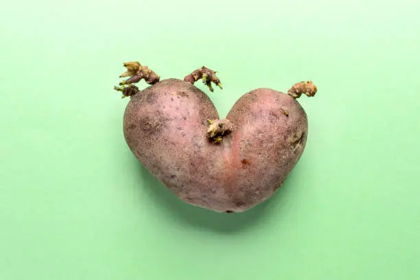 Photo of Non-standard ugly heart-shaped one potato on green background.