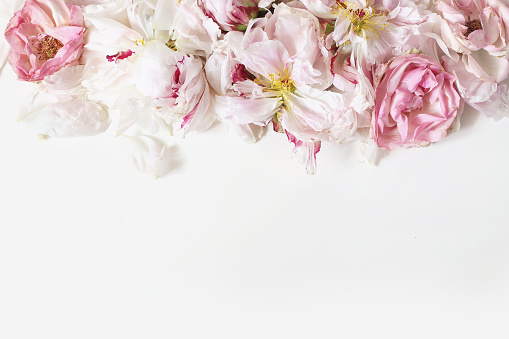 Close up of fading peonies and pink rose flowers petals isolated on white table background. Floral frame composition. Decorative web banner. Styled stock photo. Empty space, flat lay, top view.