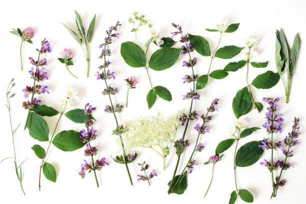 istock Summer botanical floral composition, pattern. Blooming sage, elderflower, pink clover and mock-orange flowers, leaves isolated on white table background. Herbs styled photograhy. Flat lay, top view 1153474664