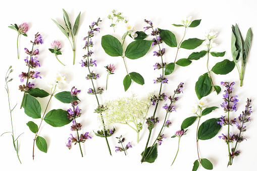 Summer botanical floral composition, pattern. Blooming sage, elderflower, pink clover and mock-orange flowers, leaves isolated on white table background. Herbs styled photograhy. Flat lay, top view