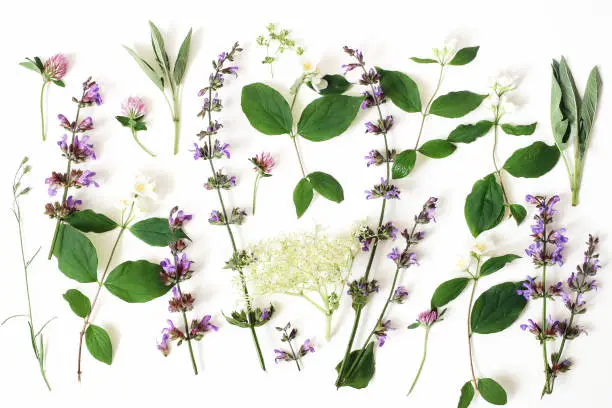 Summer botanical floral composition, pattern. Blooming sage, elderflower, pink clover and mock-orange flowers, leaves isolated on white table background. Herbs styled photograhy, flat lay, top view
