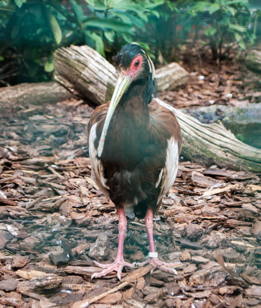 istock Madagascar ibis, a brown bird with a blue-white head walking on the ground 1153475741