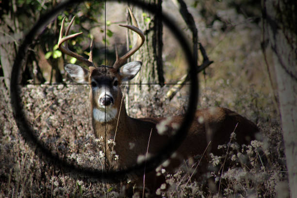 istock Hunting young male white tail deer with gun sight 1153477739