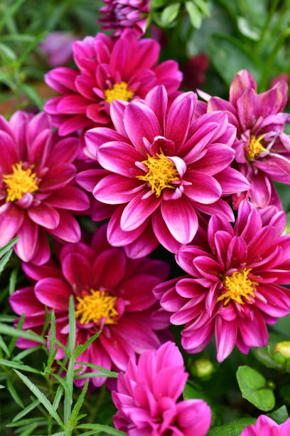 istock Vivid Pink Gradient Flowers with Yellow Stamens 1153479691