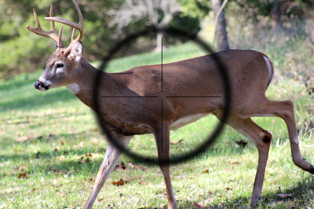 Hunting young male white tail deer with gun sight stock photo