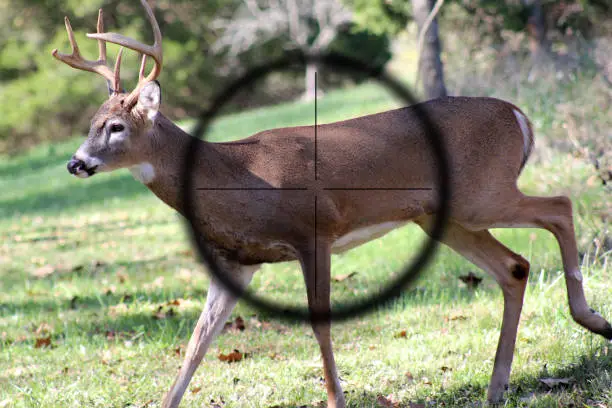 Photo of Hunting young male white tail deer with gun sight