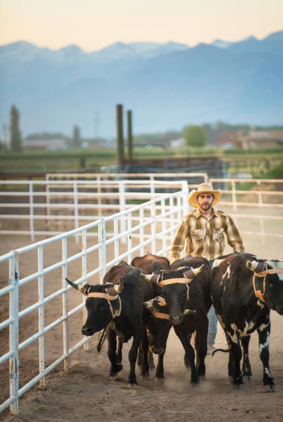 istock Cowboy pushing cattle to the roping box 1153481093