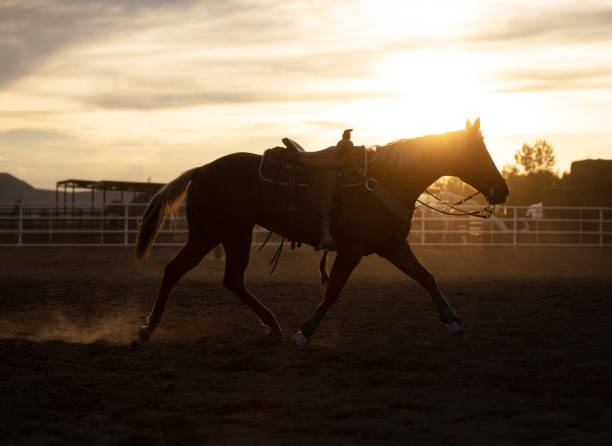 istock Horse without racer after team roping action 1153482306
