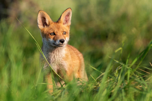 istock Young red Fox in grass on a beautiful sunlight 1153482567