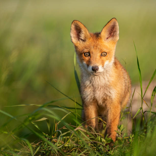 istock Young red Fox in grass on a beautiful sunlight 1153482586
