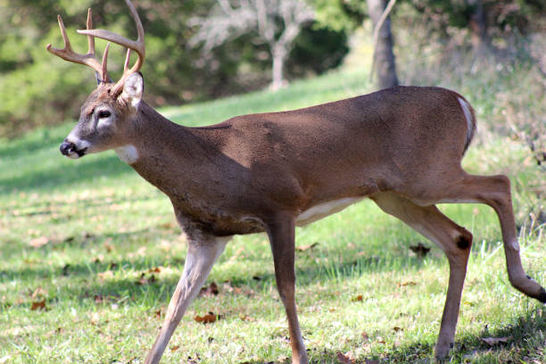 White-tailed buck walking out of a wooded area into sunshine stock photo