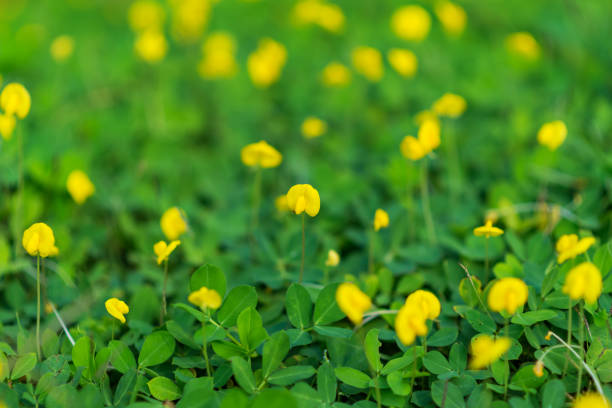 istock Beautiful flowers colorful In spring garden 1153483011