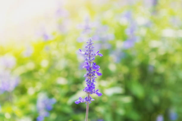 istock Beautiful flowers colorful In spring garden 1153483053