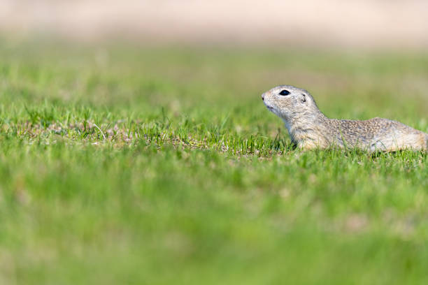 istock A wild european ground squirrel (Spermophilus citellus) 1153483870