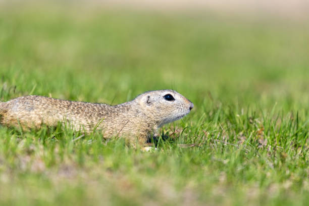 istock A wild european ground squirrel (Spermophilus citellus) 1153483873