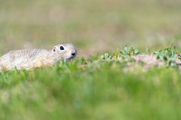 istock A wild european ground squirrel (Spermophilus citellus) 1153483910