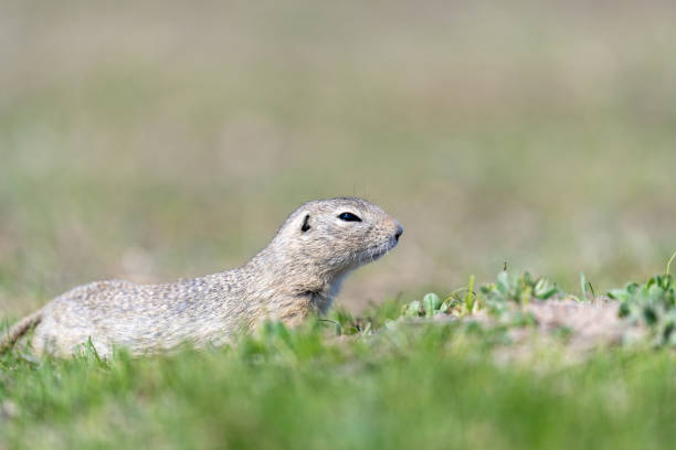 istock A wild european ground squirrel (Spermophilus citellus) 1153483911