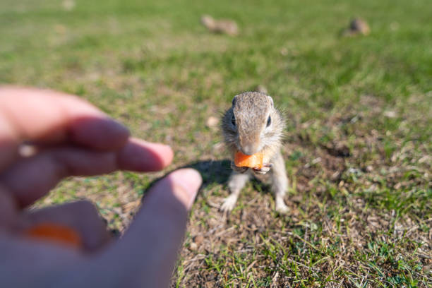 A wild european ground squirrel (Spermophilus citellus), also known as the European souslik in their habitat. Early spring, feeding from hand.