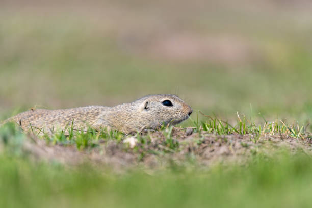 istock A wild european ground squirrel (Spermophilus citellus) 1153483923