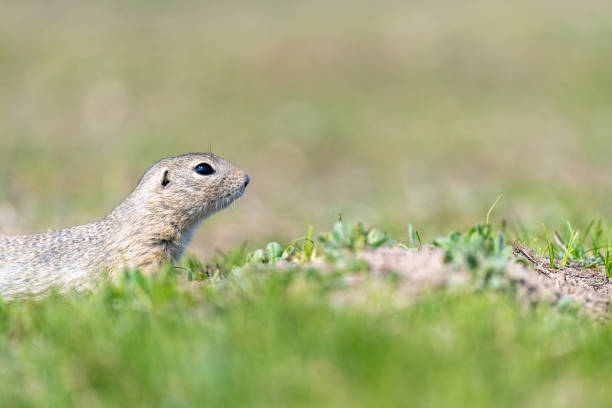 istock A wild european ground squirrel (Spermophilus citellus) 1153483931