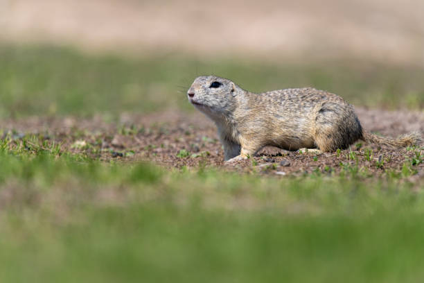 istock A wild european ground squirrel (Spermophilus citellus) 1153483941