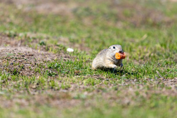 istock A wild european ground squirrel (Spermophilus citellus) 1153484116