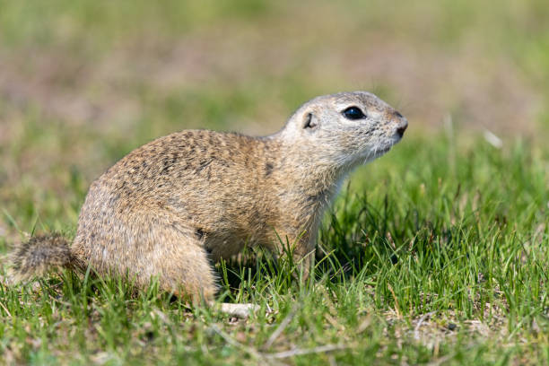 istock A wild european ground squirrel (Spermophilus citellus) 1153484119