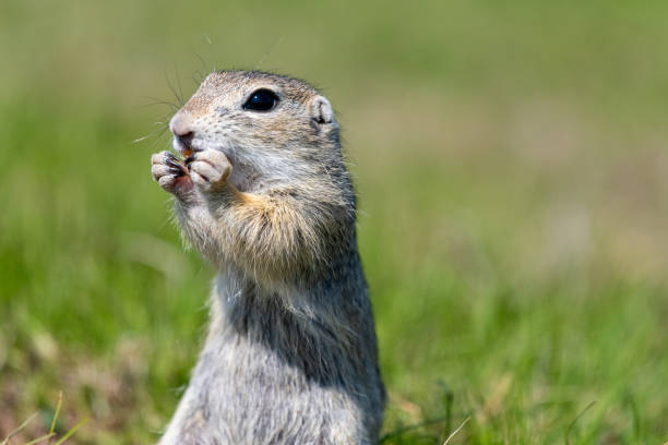 istock A wild european ground squirrel (Spermophilus citellus) 1153484136