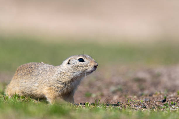 istock A wild european ground squirrel (Spermophilus citellus) 1153484160