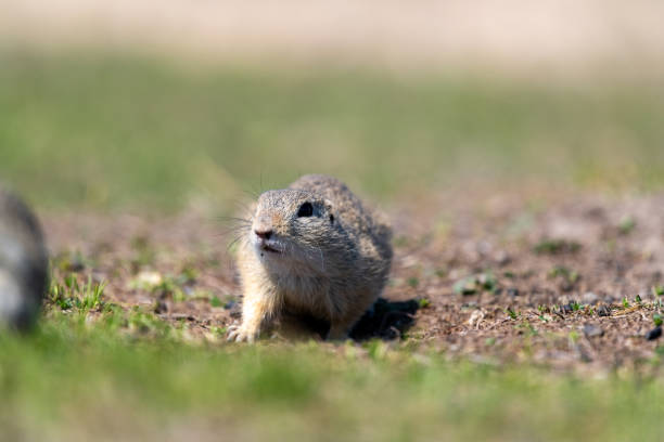 istock A wild european ground squirrel (Spermophilus citellus) 1153484170