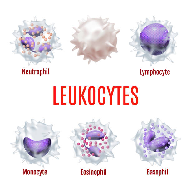 ilustraciones, imágenes clip art, dibujos animados e iconos de stock de 30,05 glóbulos blancos de sangre - antibody human immune system antigen microbiology