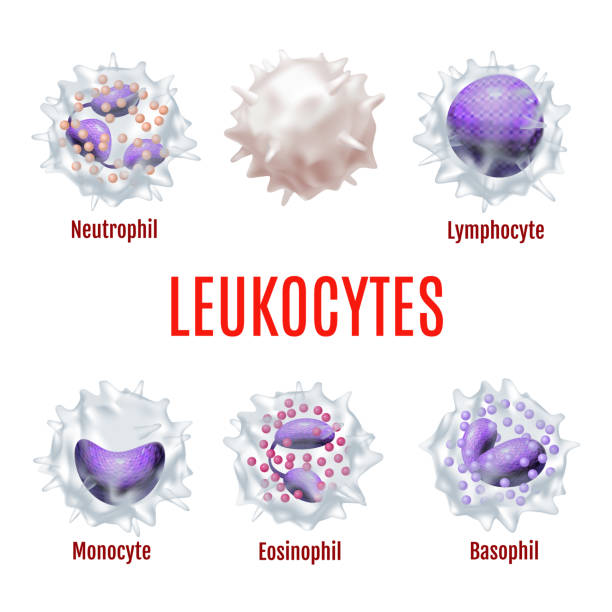 30.05 blood white cells Leukocytes. White Blood Cells in Realistic Style for for Medical Center and Laboratory Fliers Banners Posters Ad Web Pages. Vector Illustration white blood cell stock illustrations