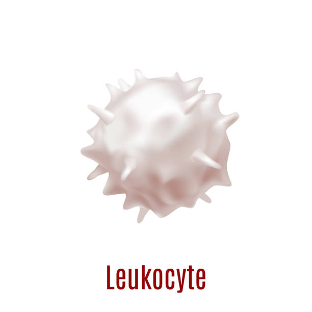White Blood Cell Leukocyte in Realistic Style Leukocyte. White Blood Cell in Realistic Style for for Medical Center and Laboratory Fliers Banners Posters Ad Web Pages. Vector Illustration killercell stock illustrations