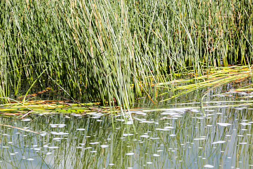 Lake Titicaca.Peru