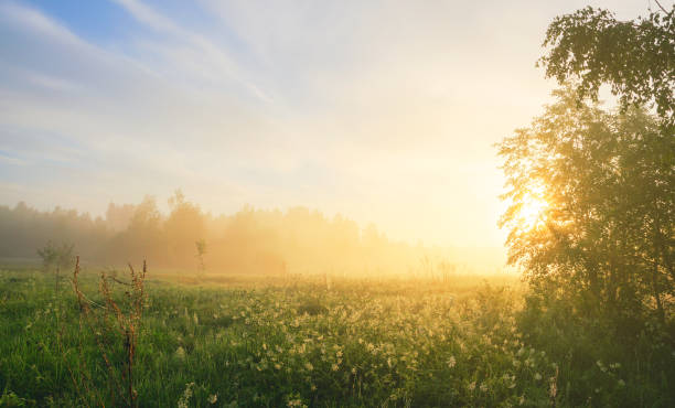 istock Foggy summer landscape with forest lawn and sun shining through the tree branches 1153484472