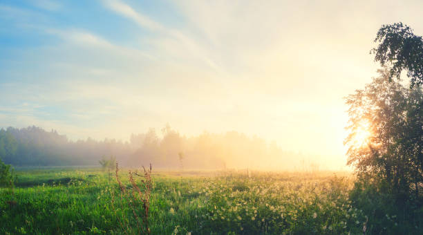 istock Foggy summer landscape with forest lawn and sun shining through the tree branches 1153484543