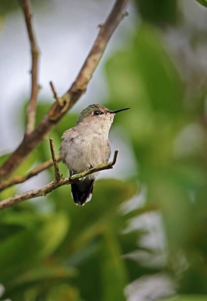 istock Vervain Hummingbird (Mellisuga minima) 1153484579