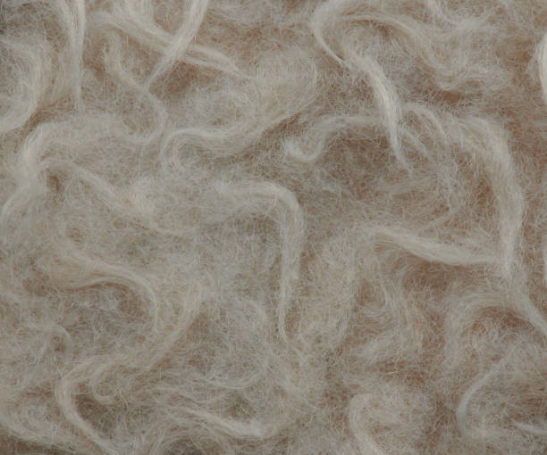 istock Curly horse hair 1153485095
