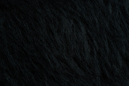 Cow black fur tetxure close up view. Dark wool background