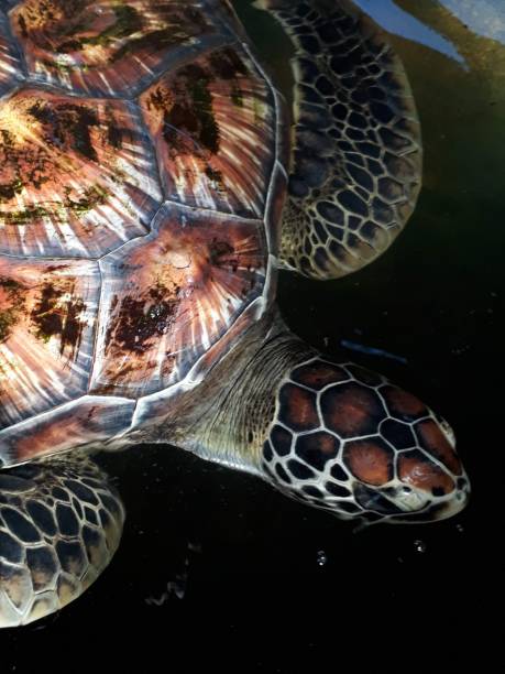 istock Sea turtle in Sri Lanka 1153486649
