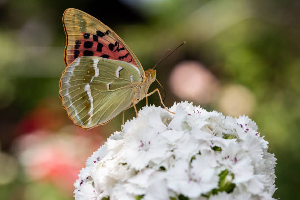 istock A beautiful butterfly collects nectar on flowers. 1153487998