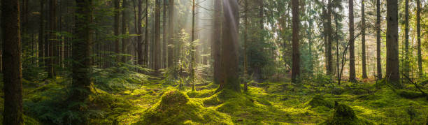istock Rays of sunlight beaming through idyllic mossy forest clearing panorama 1153488148