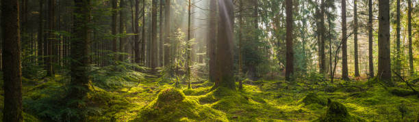 Rays of sunlight beaming through idyllic mossy forest clearing panorama Golden beams of early morning sunlight streaming through the pine needles of a green forest to illuminate the soft mossy undergrowth in this idyllic woodland glade. forest floor photos stock pictures, royalty-free photos & images