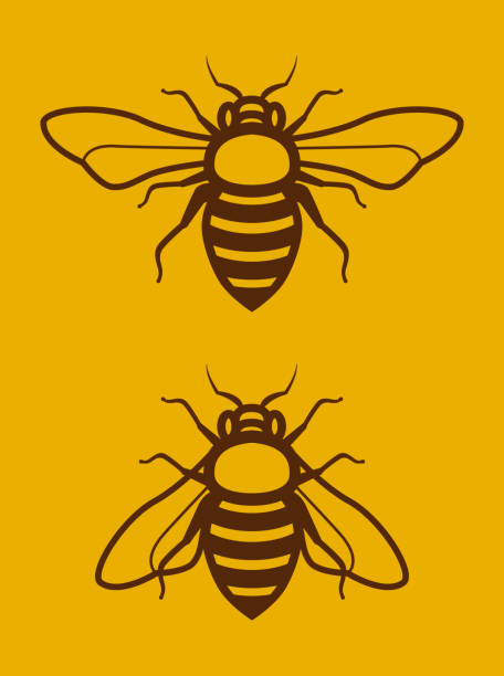 Two Simple Honey Bee Clip Art Vector Illustration of Two Beautiful Simple Honey Bee Clip Art or Logo bee clipart stock illustrations