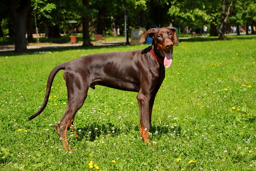 The picture was taken in the central park in Sofia, Bulgaria. The bread of the dog is Doberman Pinscher and it is not cropped or docked. His name is Kay and his color is chocolate brown.