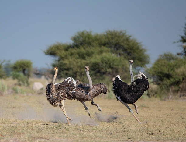 a portrait of two female and one male ostritches (Struthio camelus) running towards the camera. with its long neck and and legs, an ostritch can run for a long time at a speed of 55 km/h (34 mph) or even up to about 70 km/h (43 mph), the fastest land speed of any bird ostrich stock pictures, royalty-free photos & images