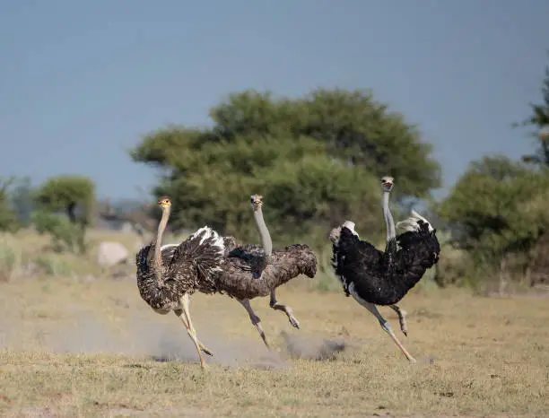 with its long neck and and legs, an ostritch can run for a long time at a speed of 55 km/h (34 mph) or even up to about 70 km/h (43 mph), the fastest land speed of any bird