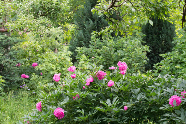 istock pink peonies in cottage garden 1153489811